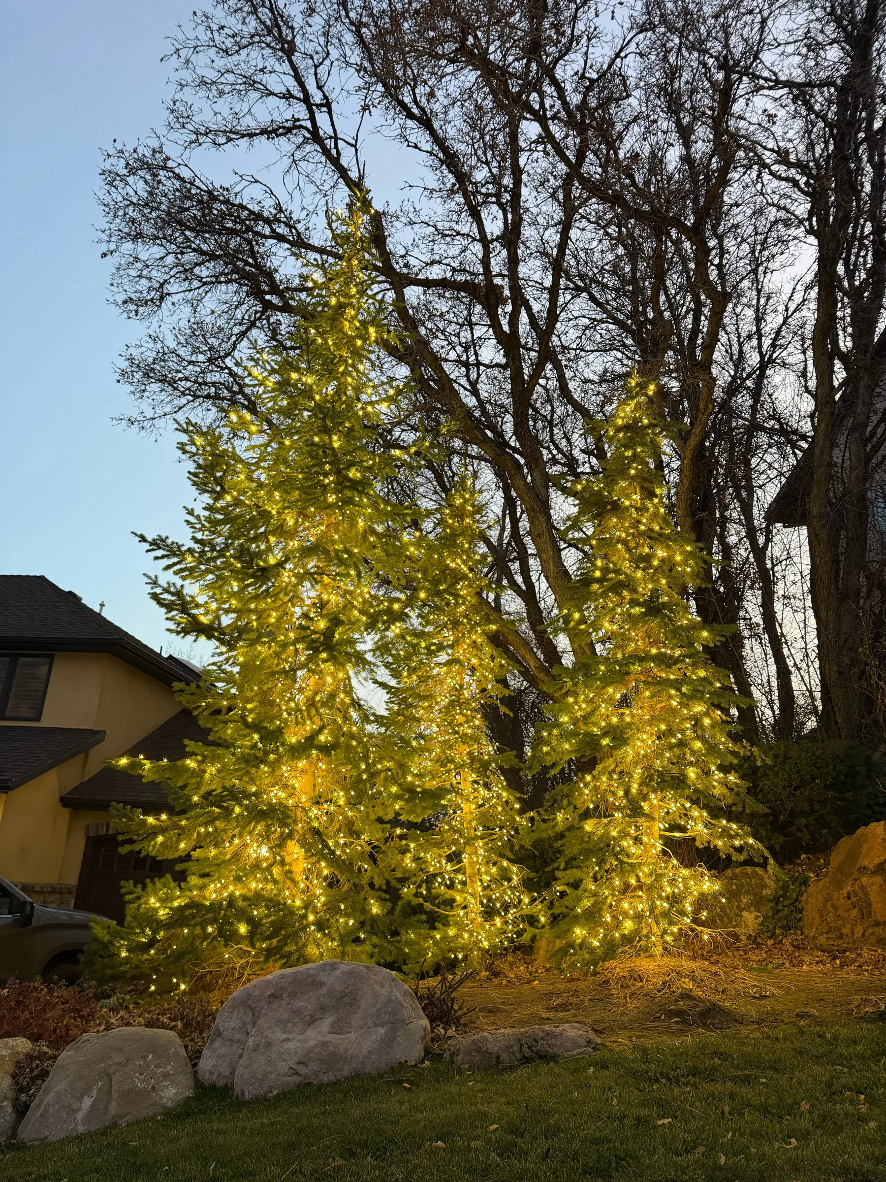 Evergreens wrapped in warm white lights